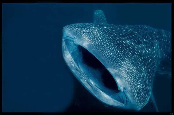 Whale shark 1