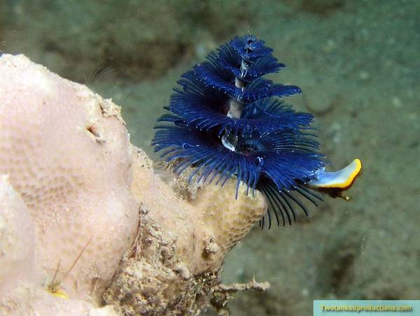 Blue Christmas Tree Worm Bega Lagoon Fiji
